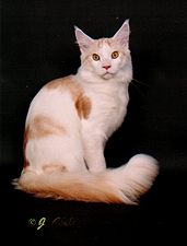 Jencats Durango
